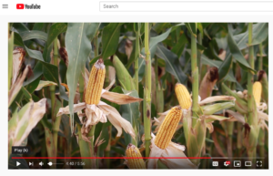 Stock video corn in Matty D Media video production